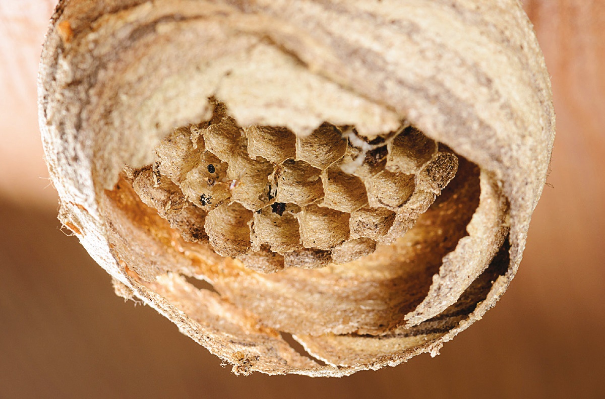 Abandoned wasps nest Abandoned wasps nest
